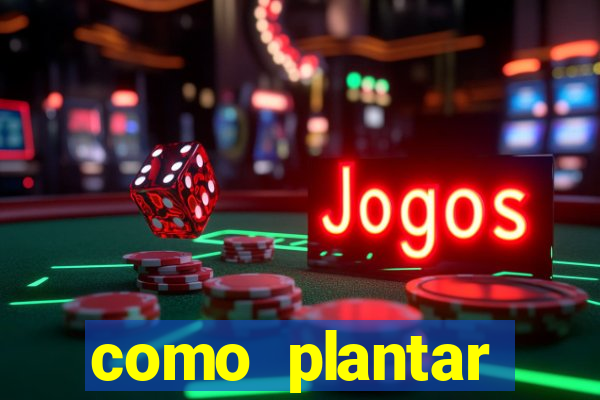 como plantar gergelim no vaso