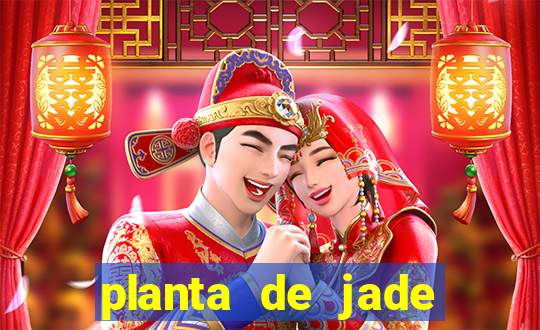 planta de jade significado espiritual