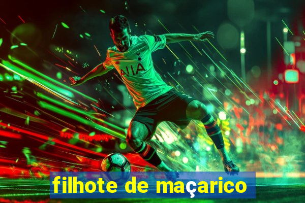 filhote de maçarico