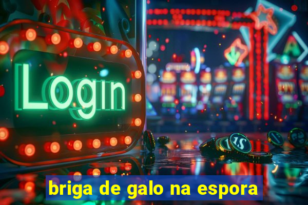 briga de galo na espora