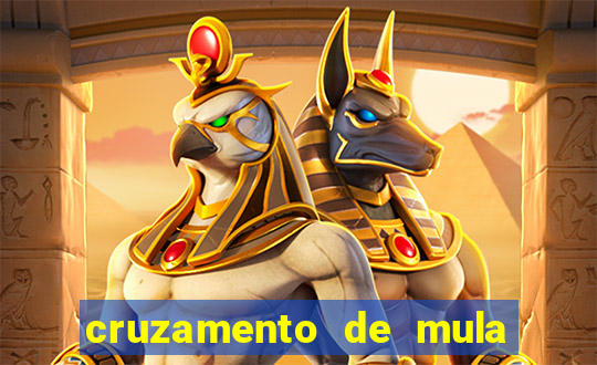 cruzamento de mula com cavalo